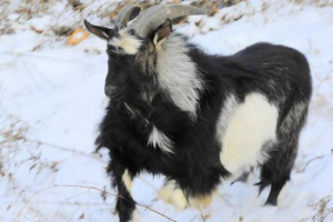 Тимур козла придумав одруження Тимур козла придумав одруження